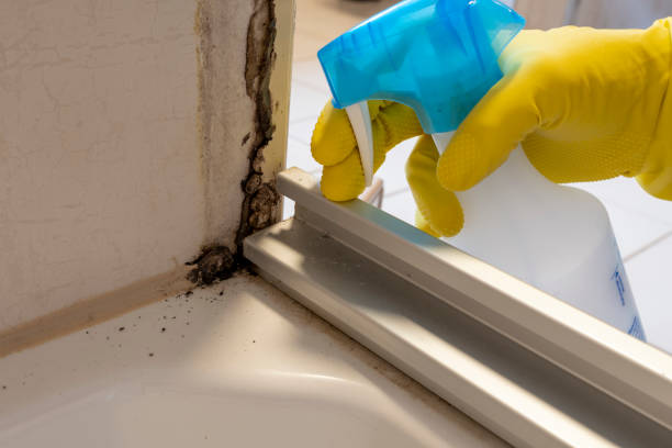 Why You Should Choose Our Mold Remediation Services in Island Park, NY